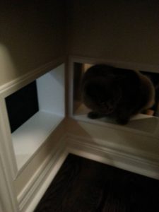 cat tunnel diy